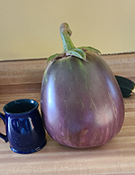 eggplants Seeds