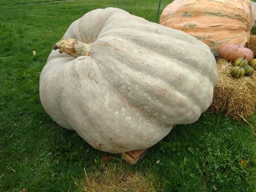 Extra Long Rare Squash ''Trombetta'' ~10 Top Quality Seeds Giant Pumpkin