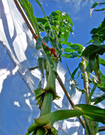 Tall Corn Seeds