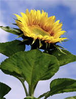 Tall Sunflower Seeds